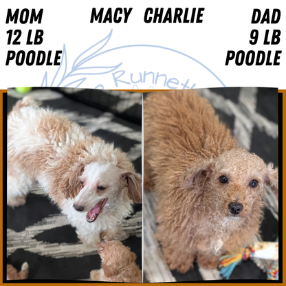 MINI POODLE (AUG 06) 5 FEMALES