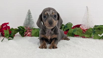 MINI DACHSHUND (OCT 20) FEMALES