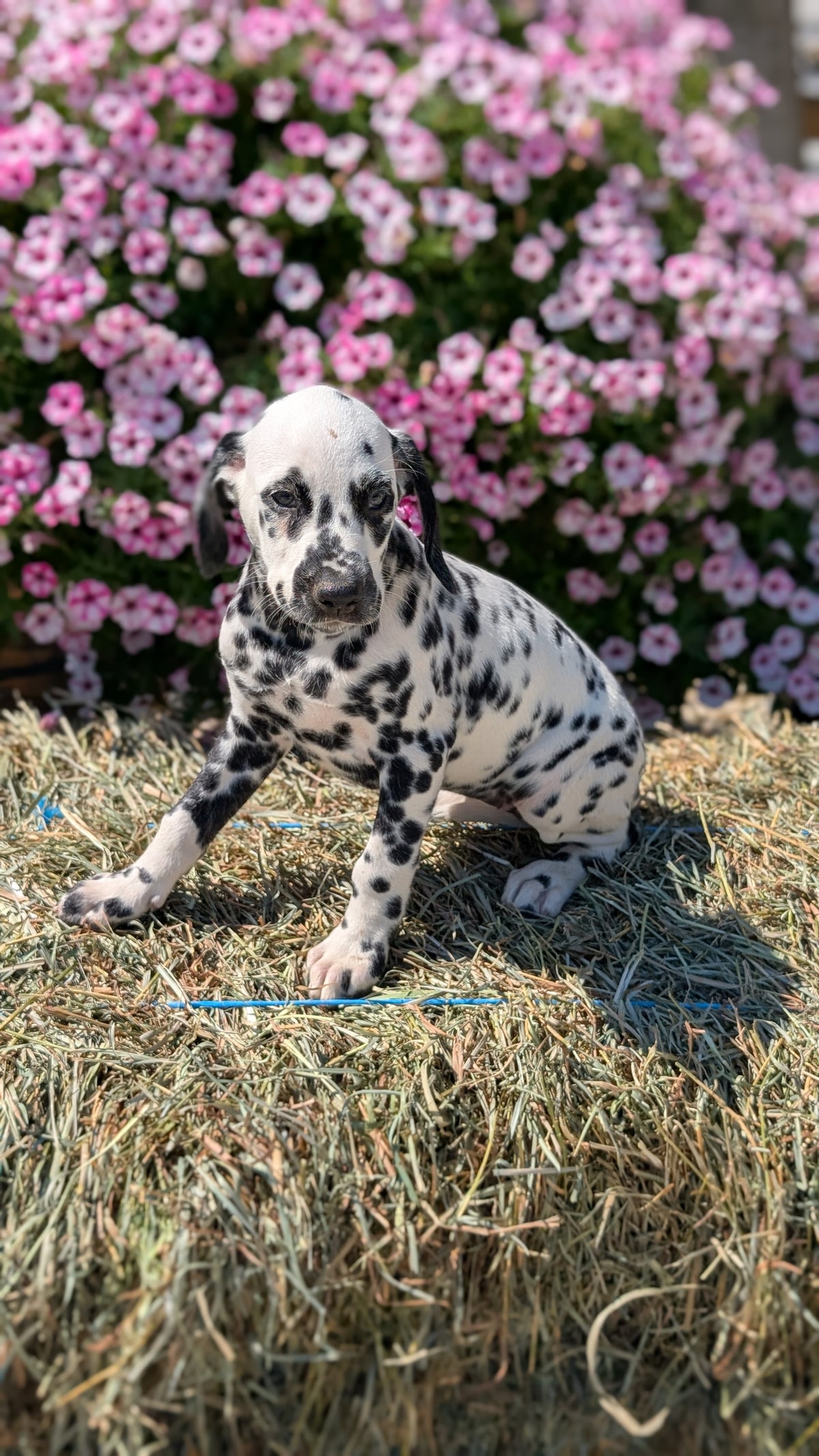 DALMATIAN (JUN 29) FEMALES
