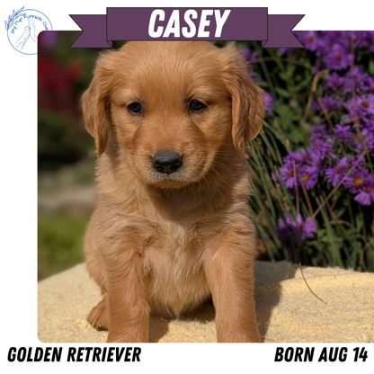 GOLDEN RETRIEVER (08/14) FEMALE
