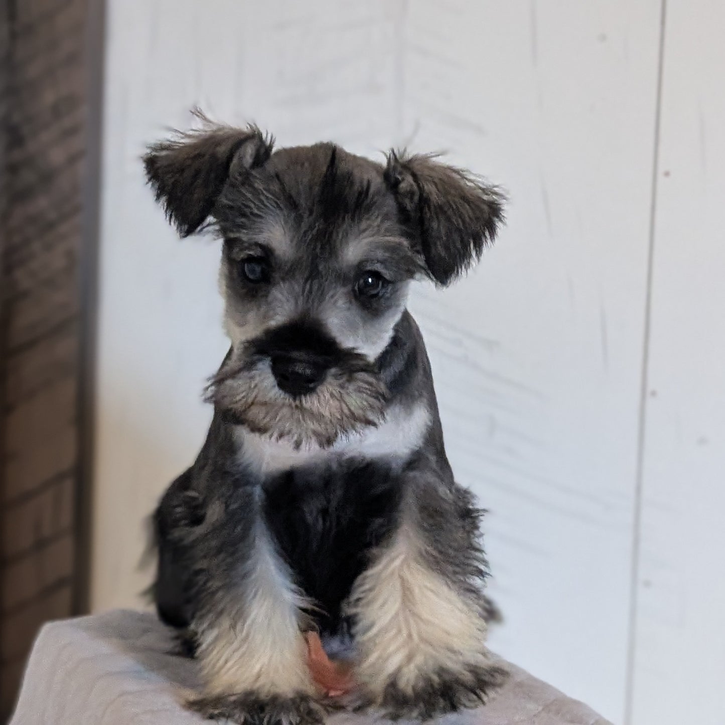 MINI SCHNAUZER (FEB 15) FEMALES