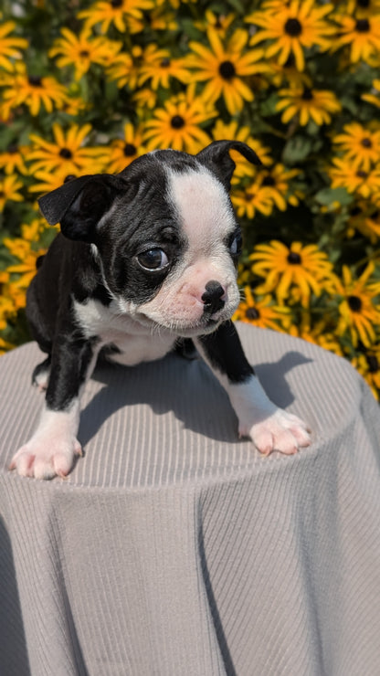 BOSTON TERRIER (JUL 11) 4 FEMALES/4 MALES