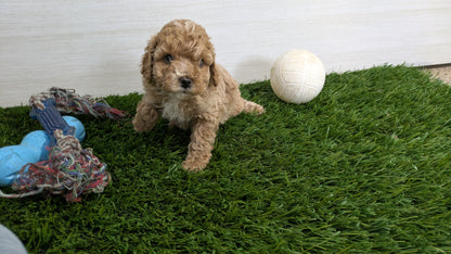 COCKAPOO (01/01) FEMALE