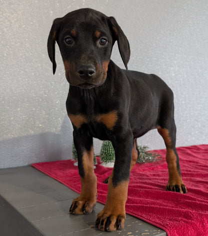 DOBERMAN PINSCHER (OCT 17) FEMALES