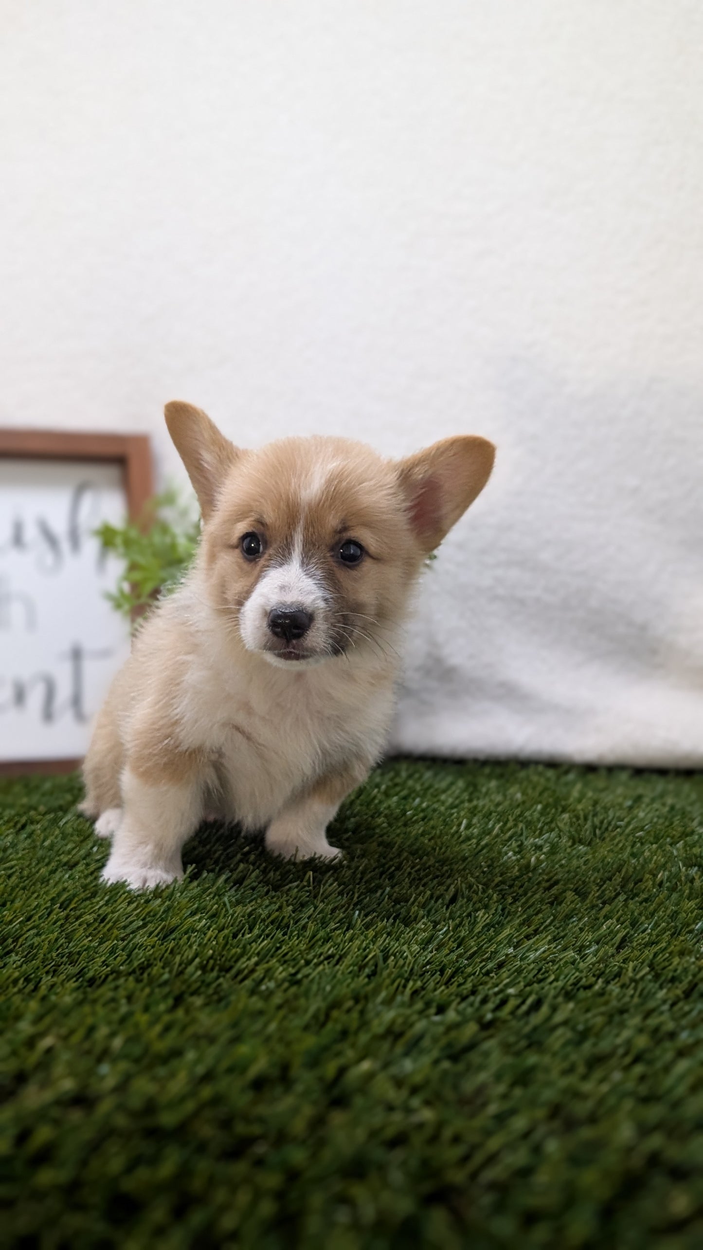 CORGI (07/10) MALE