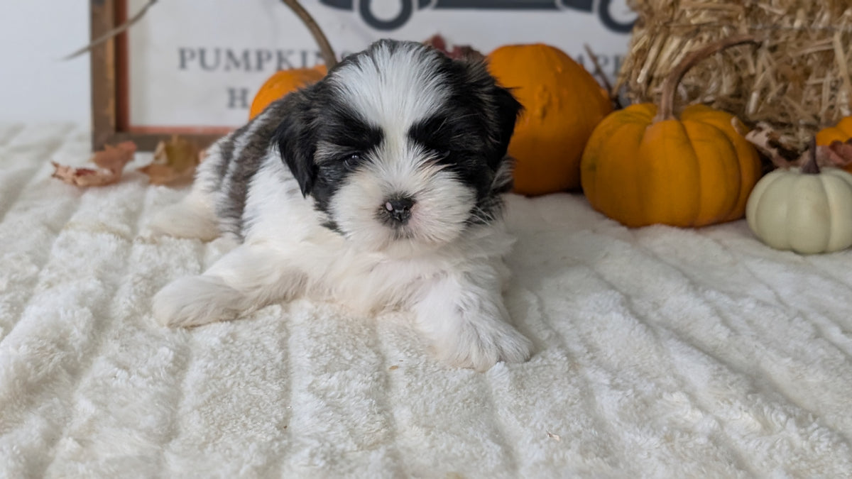 SHIH TZU (AUG 17) 2 FEMALES/3 MALES