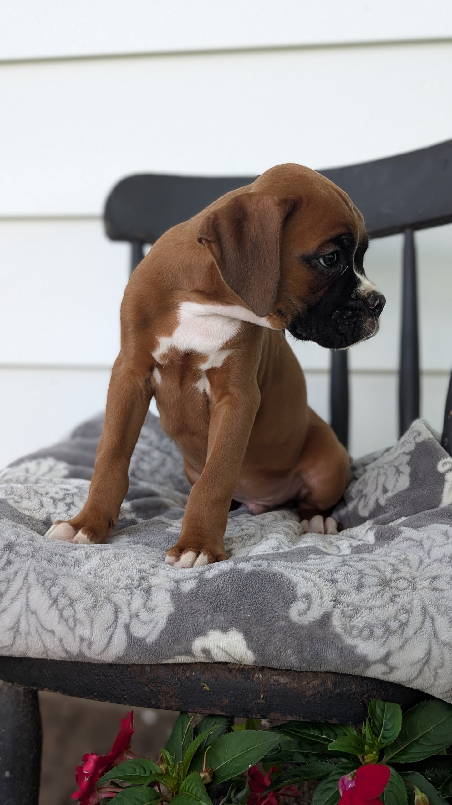 BOXER (JUN 11) MALES