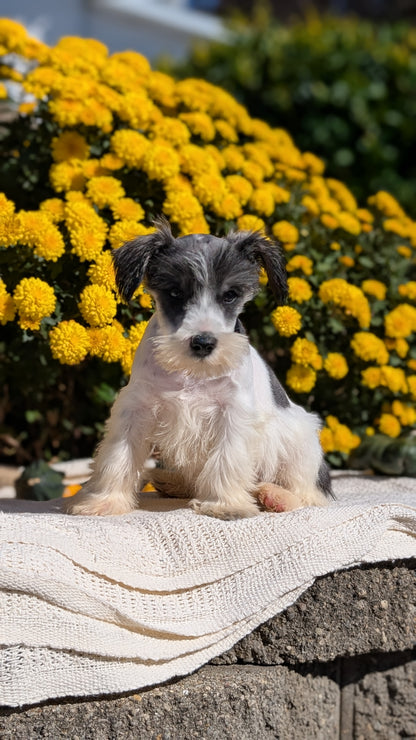 MINI SCHNAUZER (08/06) MALE