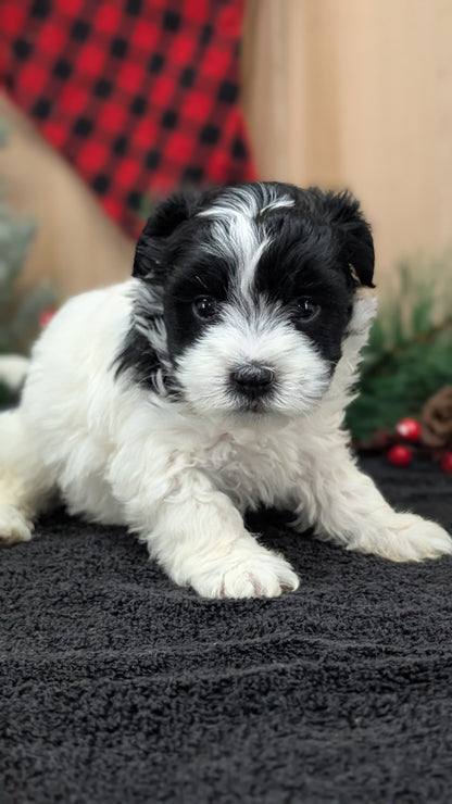 HAVANESE (OCT 25) FEMALE