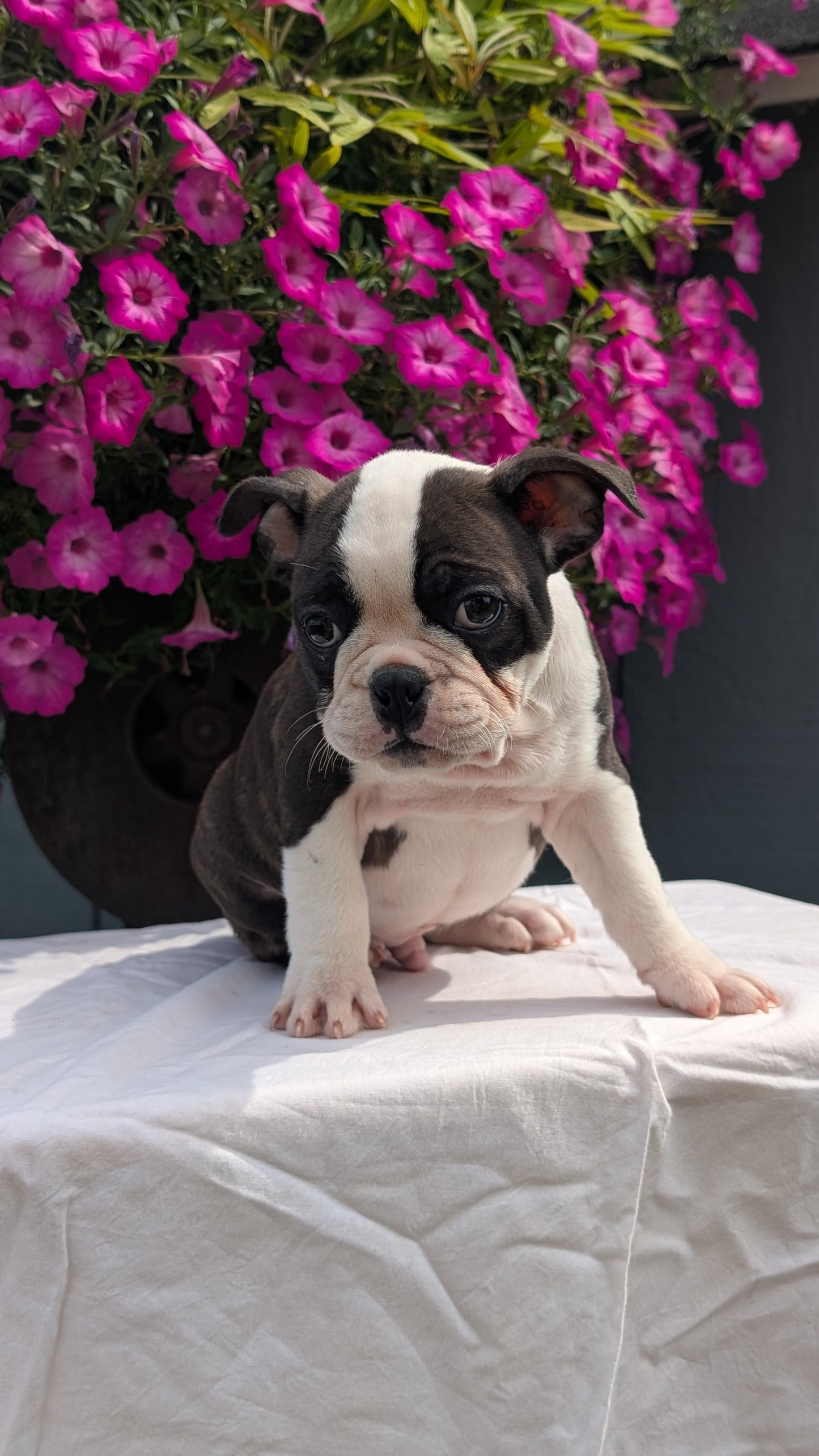 FRENCHTON (06/25) MALE
