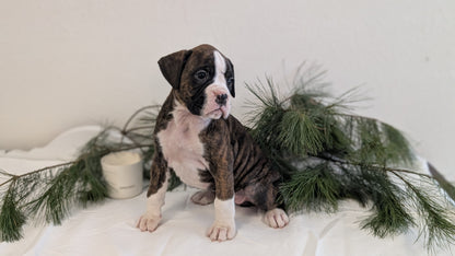 BOXER (DEC 04) FEMALE