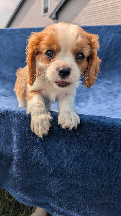 CAVALIER (05/19) MALE