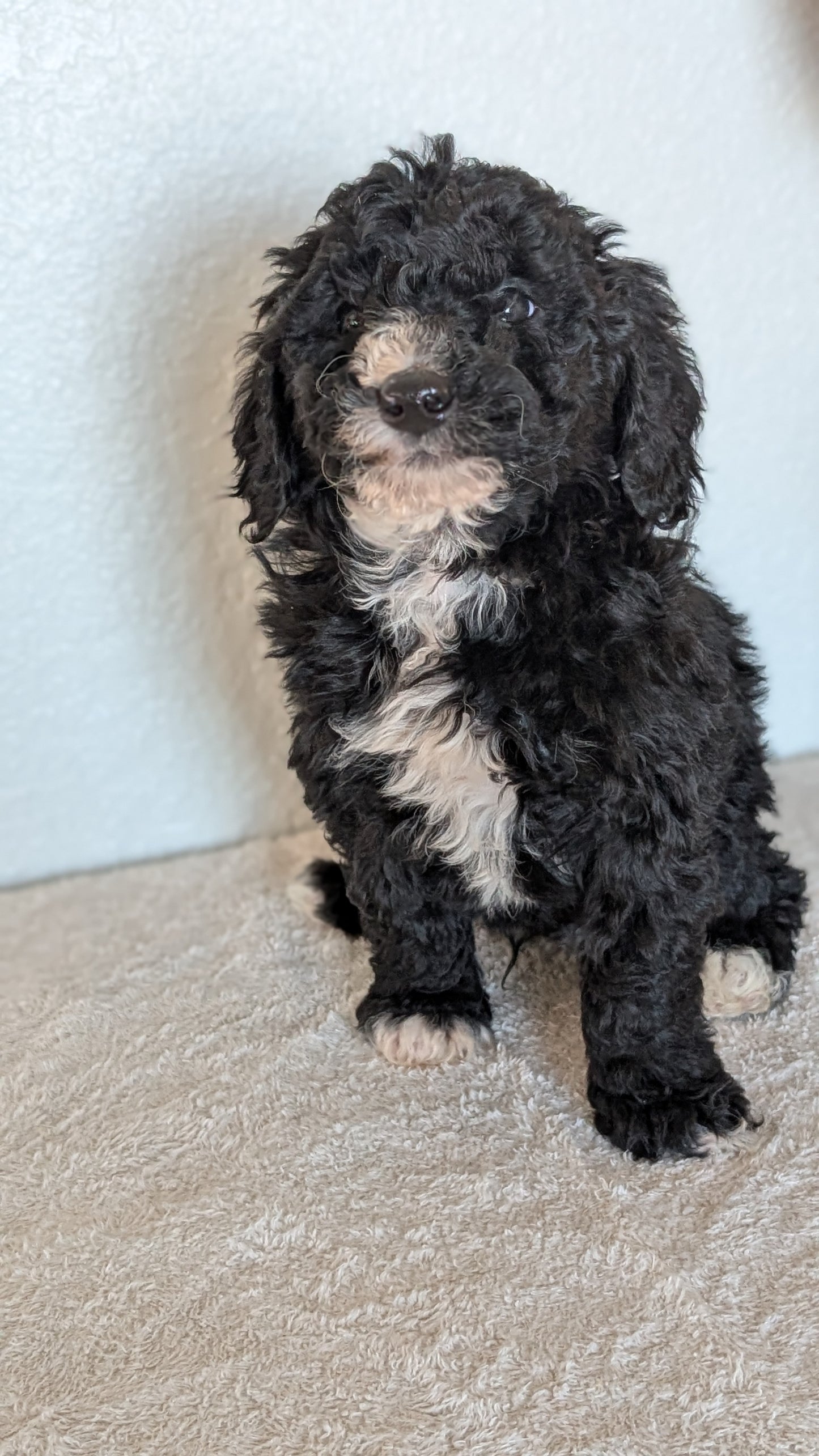 MINI BERNEDOODLE (OCT 15) MALES
