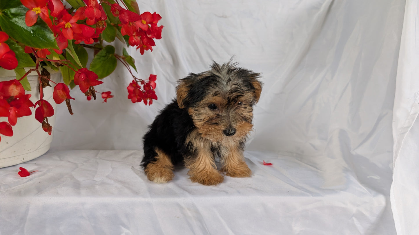 YORKSHIRE TERRIER (06/14) MALE