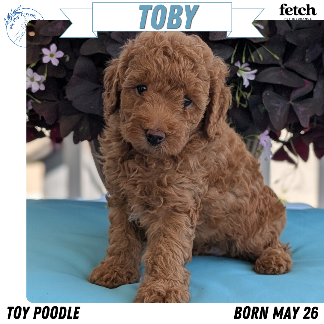 TOY POODLE (MAY 26) MALES