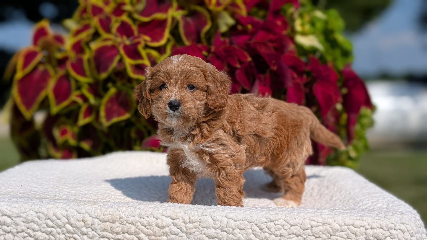 CAVAPOO (07/06) FEMALE