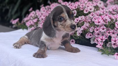 MINI DACHSHUND (JUN 04) FEMALES