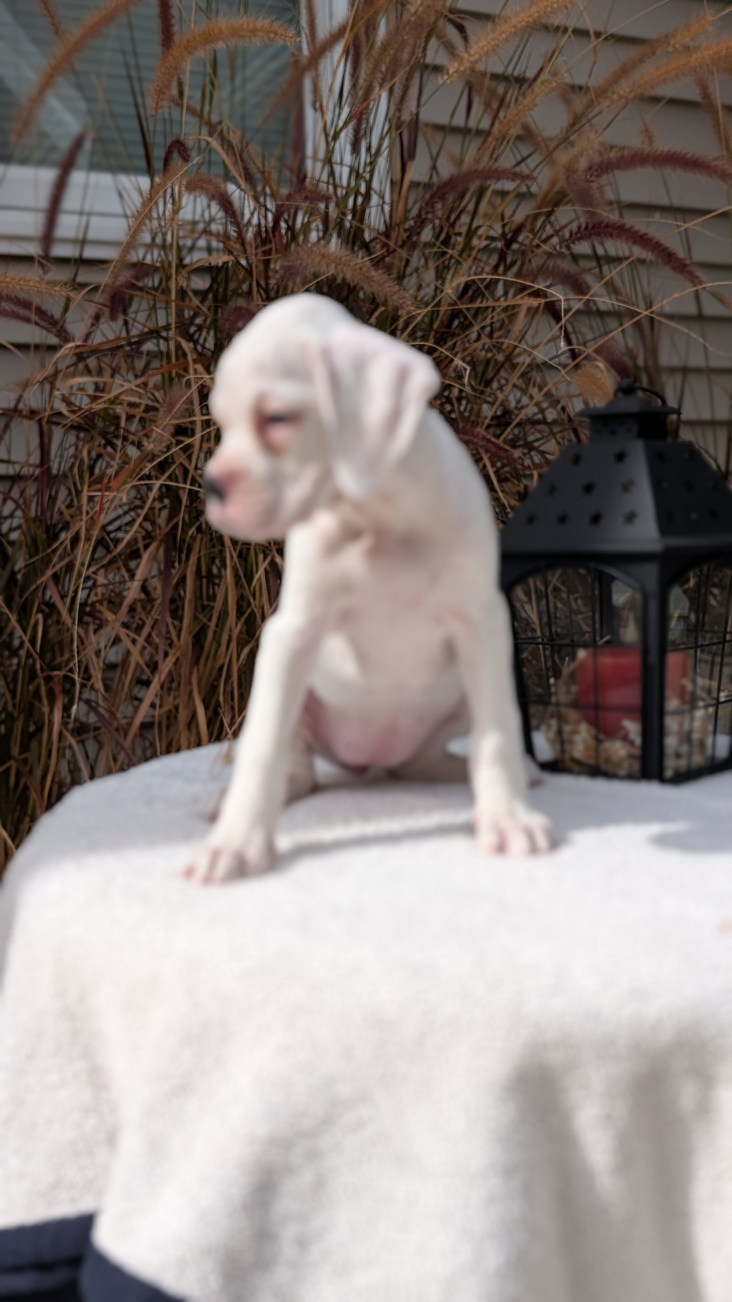 BOXER (08/20) FEMALE