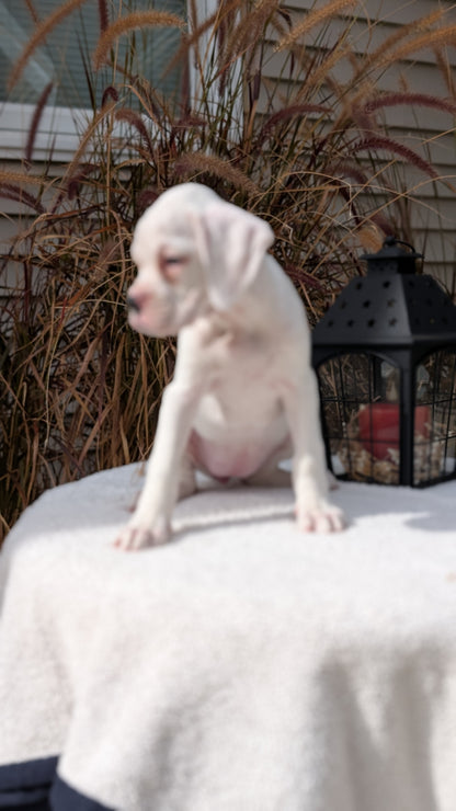 BOXER (08/20) FEMALE