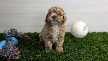 COCKAPOO (01/01) FEMALE
