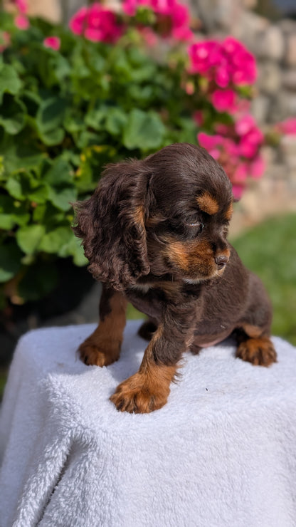 COCKER SPANIEL (07/16) MALE