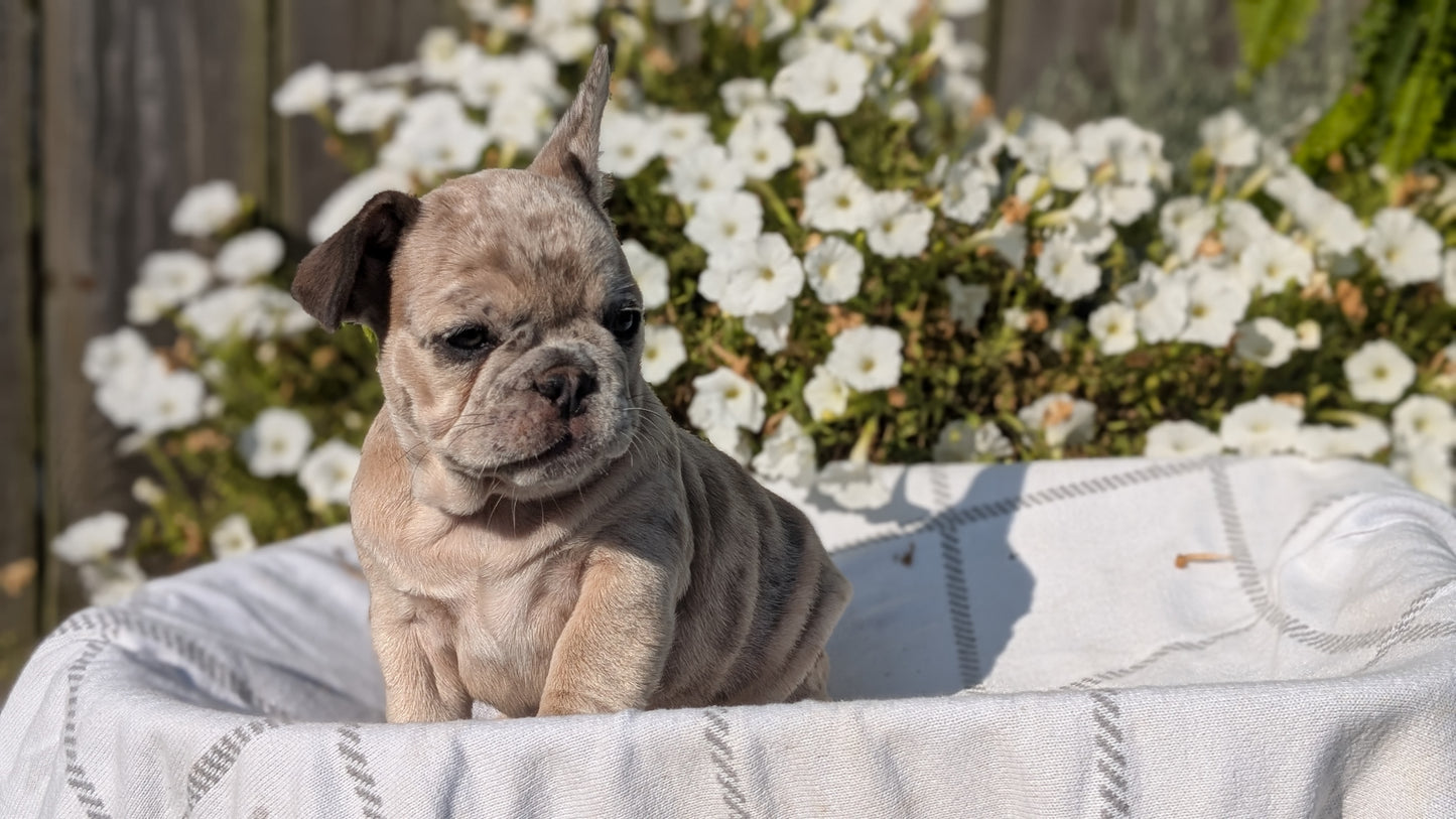 FRENCH BULLDOG (07/03) FEMALE