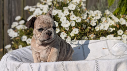 FRENCH BULLDOG (07/03) FEMALE