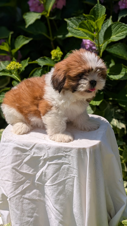 SHIH TZU (05/17) FEMALE