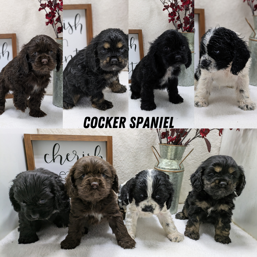 COCKER SPANIEL (12/03) MALE