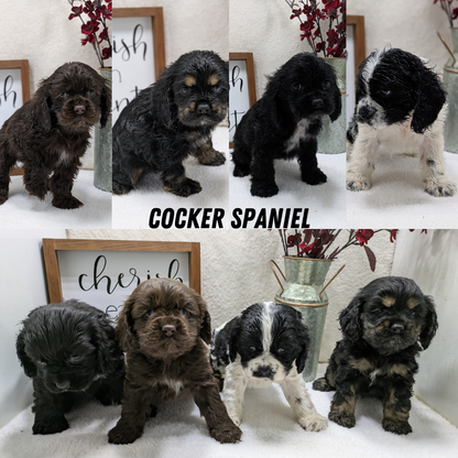 COCKER SPANIEL (12/03) MALE