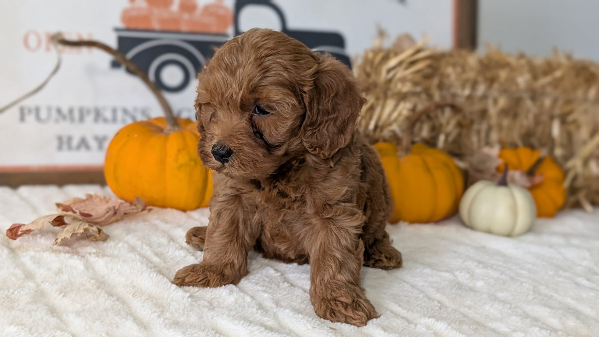 MINI GOLDENDOODLE (AUG 13) 6 MALES/3 FEMALES