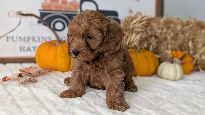 MINI GOLDENDOODLE (AUG 13) 6 MALES/3 FEMALES