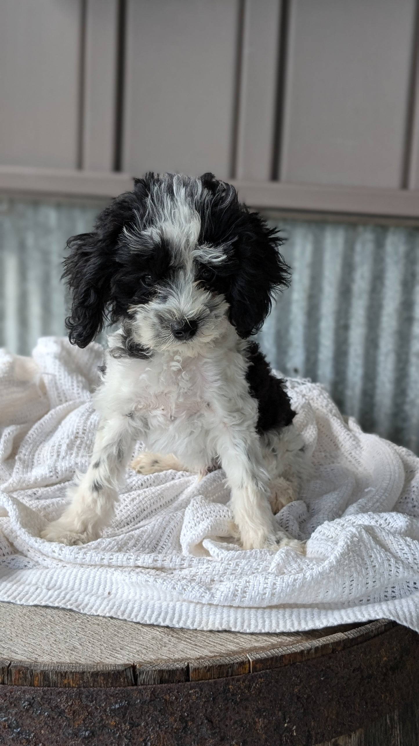 COCKAPOO (MAY 22) MALES