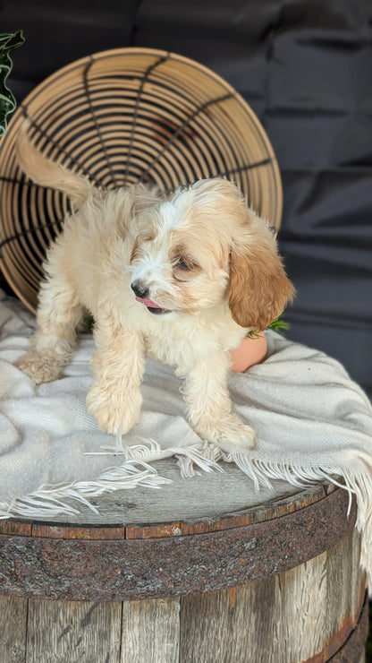CAVAPOO (MAY 23) FEMALES