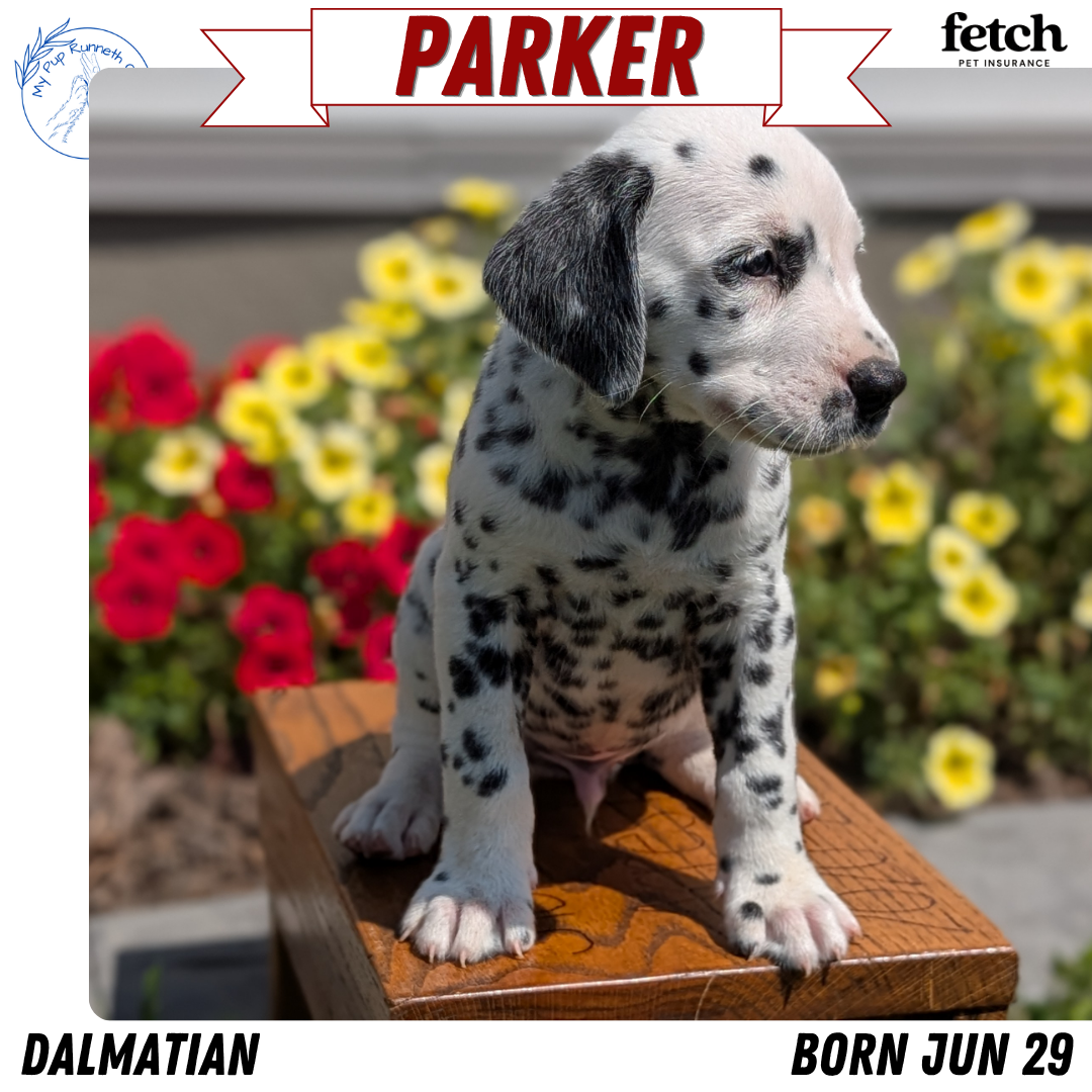DALMATIAN (JUN 29) MALES