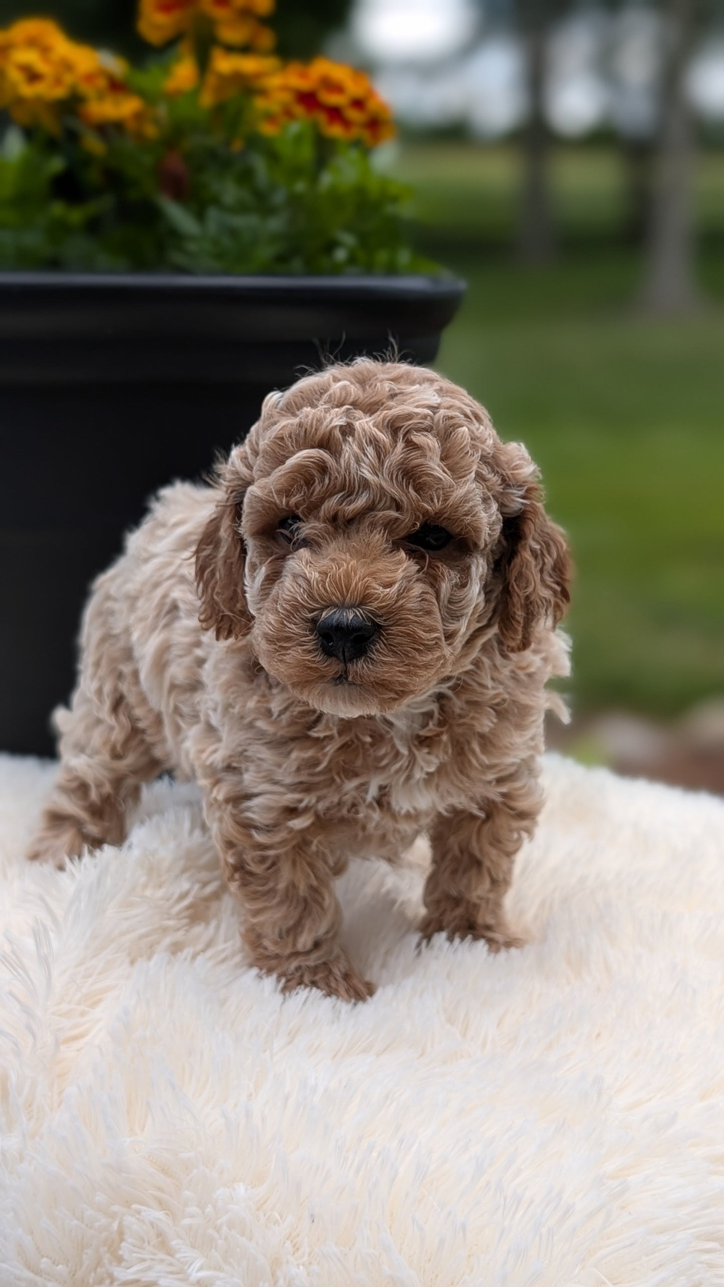 MINI POODLE (MAY 12) MALES