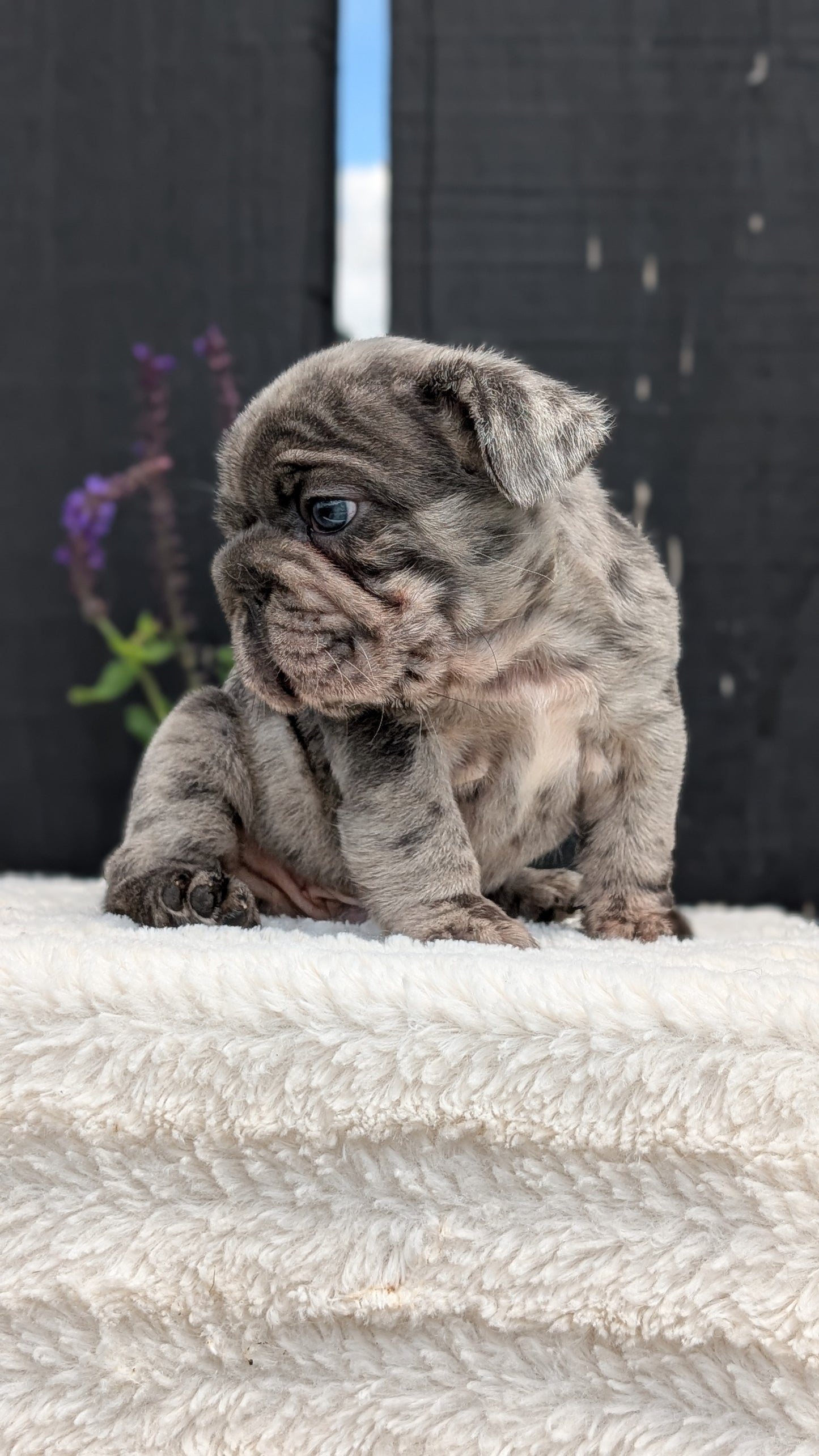 FRENCH BULLDOG (APR 24) MALES