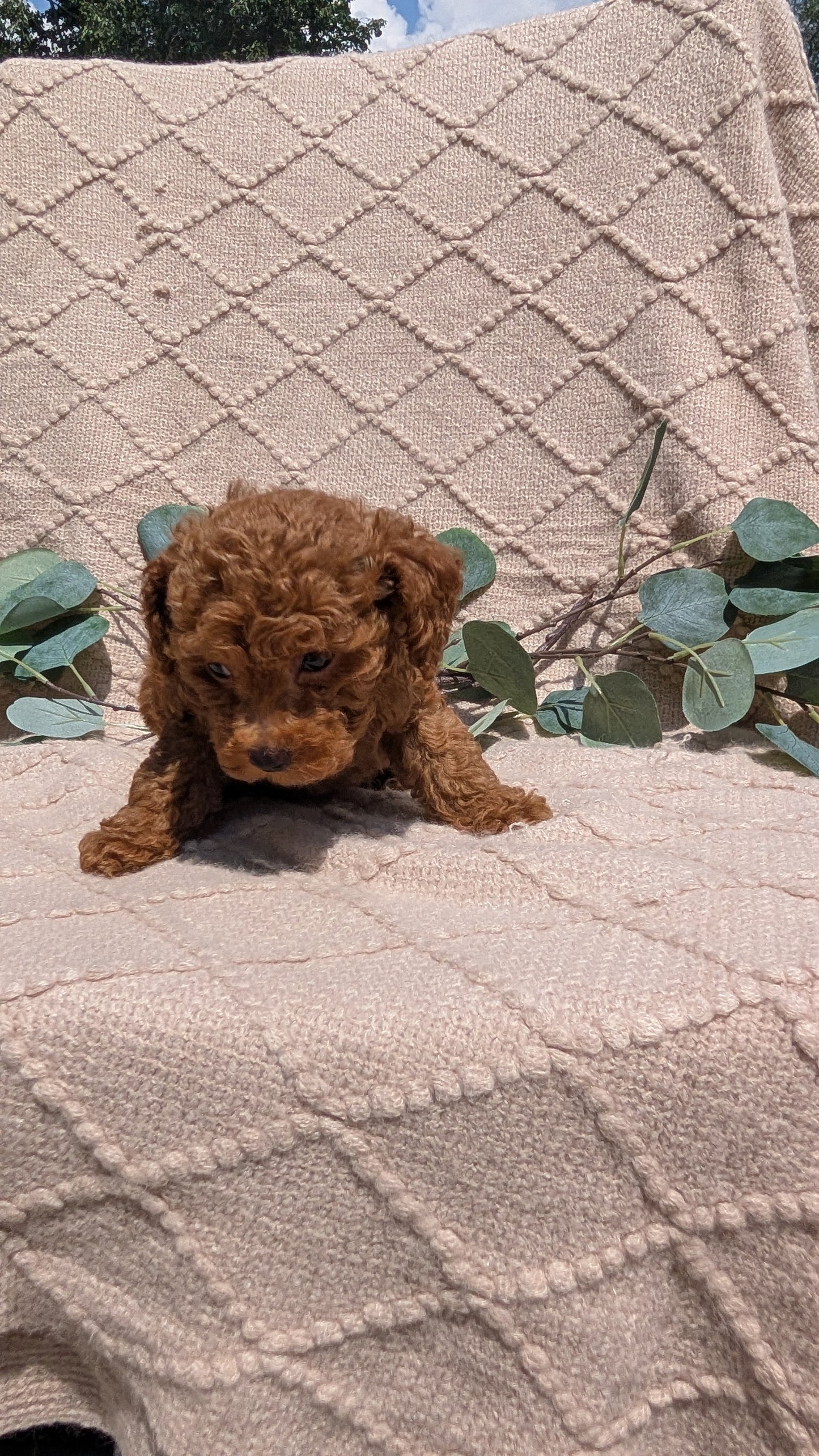COCKAPOO (05/31) MALE