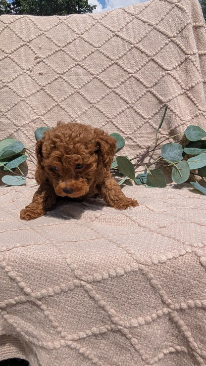 COCKAPOO (05/31) MALE