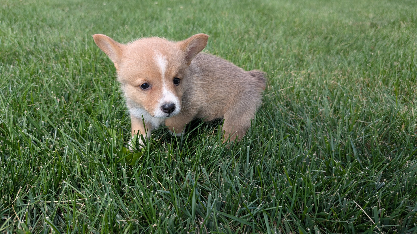 CORGI (07/10) MALE