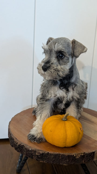 MINI SCHNAUZER (AUG 24) 8 FEMALES