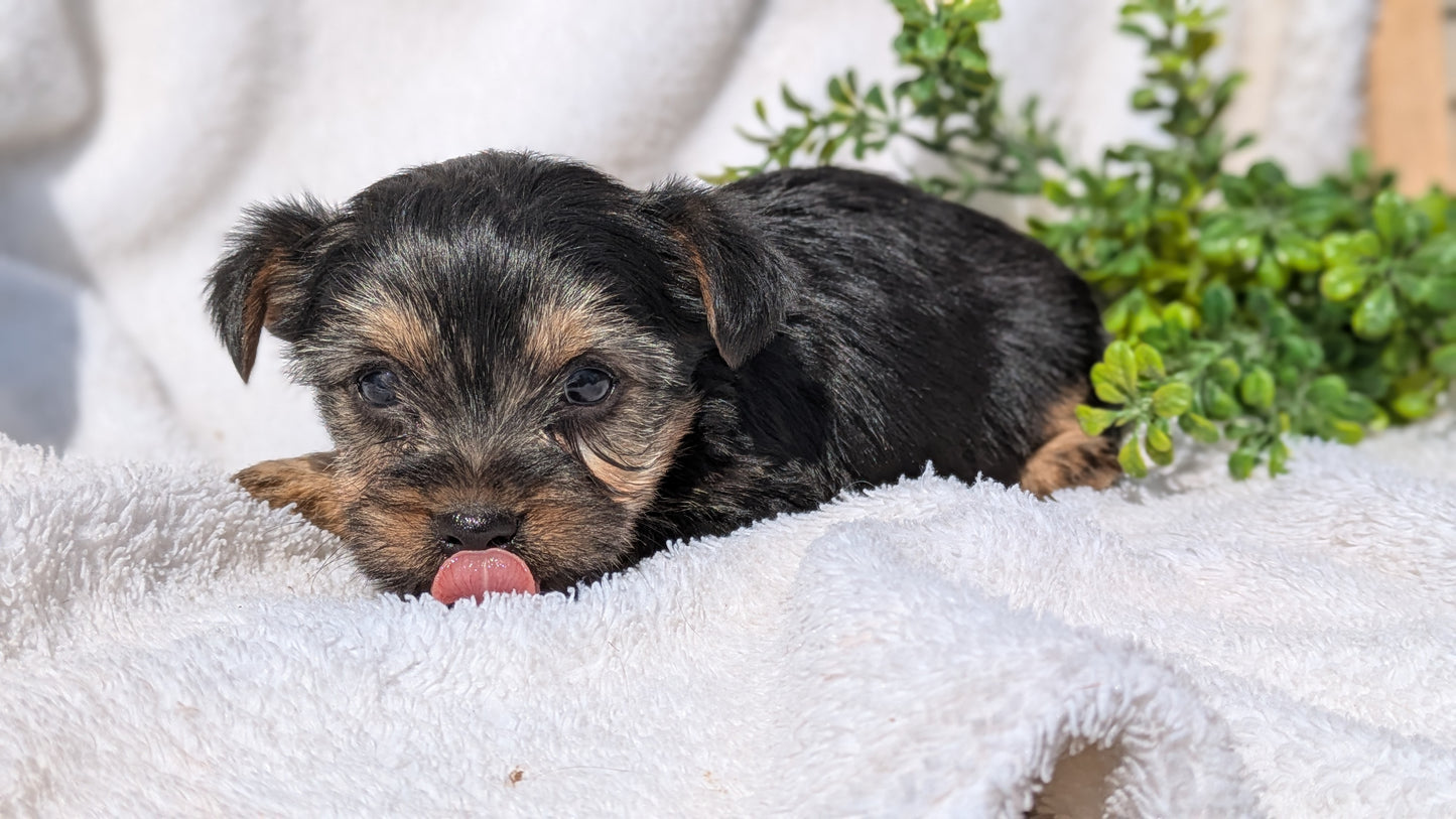 YORKSHIRE TERRIER (02/28) FEMALE