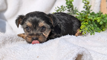 YORKSHIRE TERRIER (02/28) FEMALE