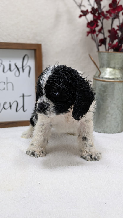 COCKER SPANIEL (12/03) MALE