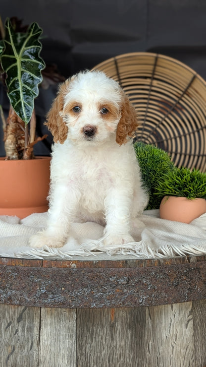 COCKAPOO (MAY 22) FEMALES