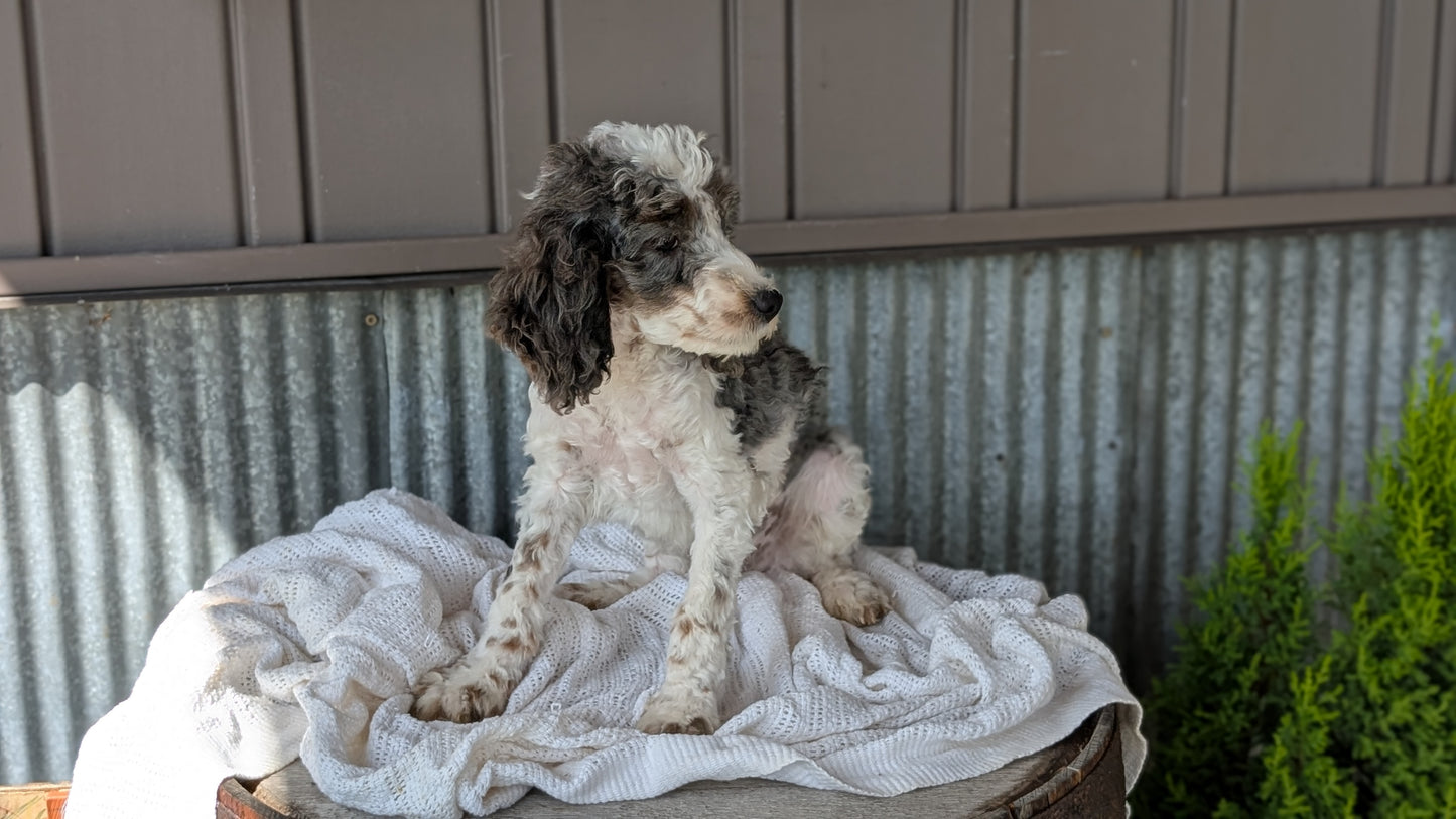 COCKAPOO (MAY 22) MALES