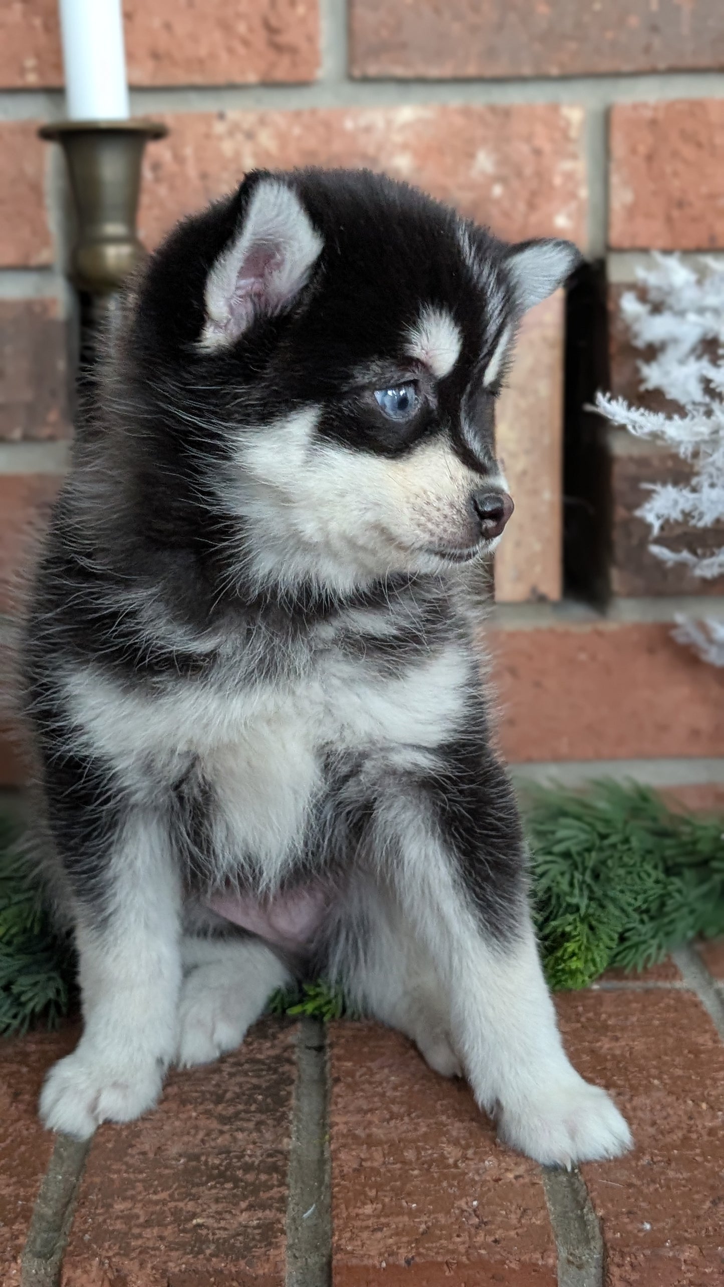 POMSKY (NOV 15) MALE