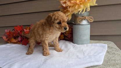 DOXIEPOO (08/19) MALE