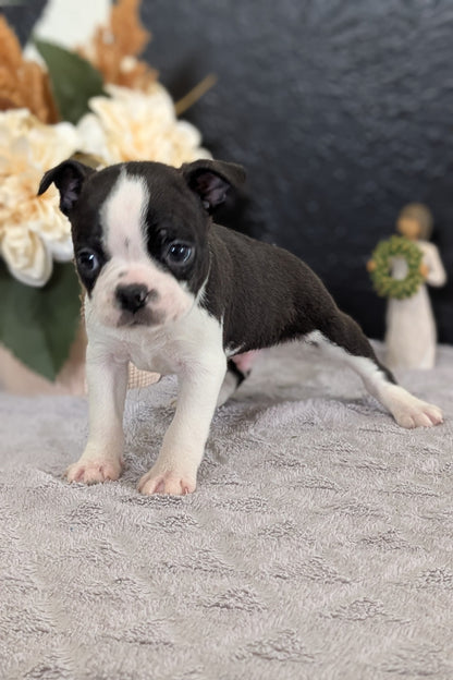 BOSTON TERRIER (FEB 09) MALES