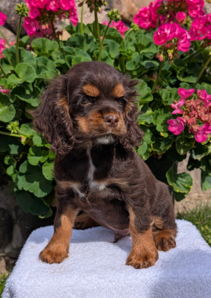 COCKER SPANIEL (07/16) MALE